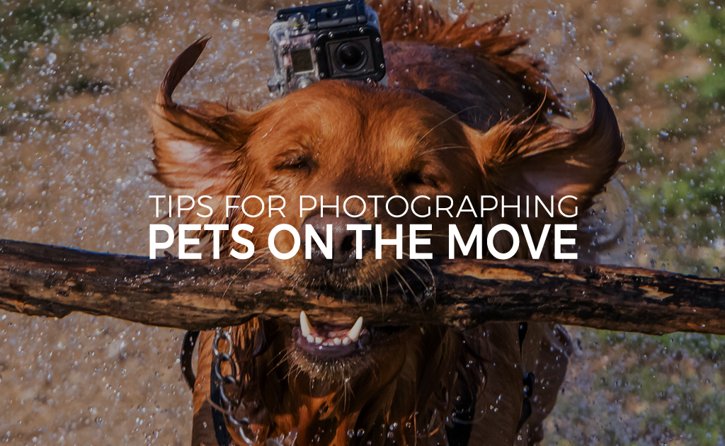 Tips for Photographing Pets on the Move Blog