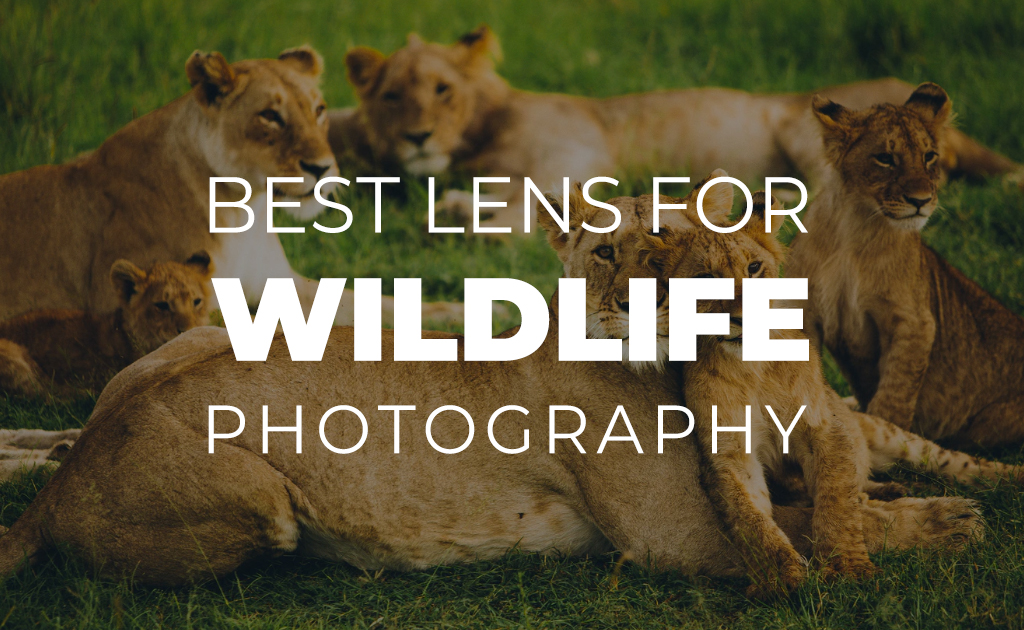 Best Lens for Wildlife Photography Blog